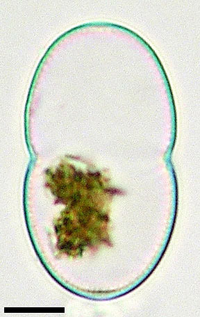 A. riethii, empty cell