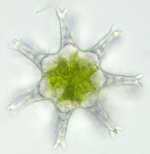 Staurastrum sexangulare (top view)