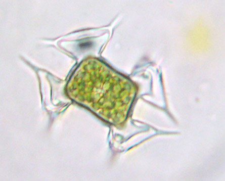 Staurodesmus pterosporus, zygospore van triradiate celvorm