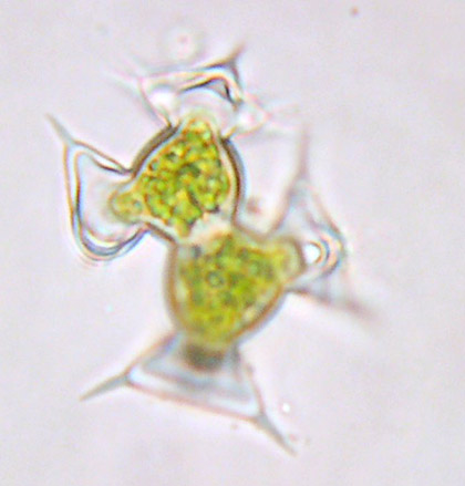 Staurodesmus pterosporus, conjugerende cellen