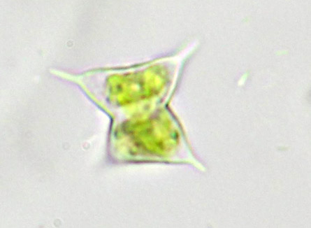 Staurodesmus pterosporus, biradiate vegetatieve cel